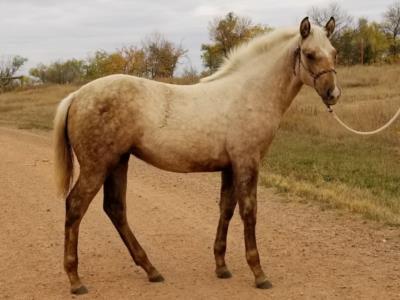 Abilene Bartender JW <BR>AQHA 6033651